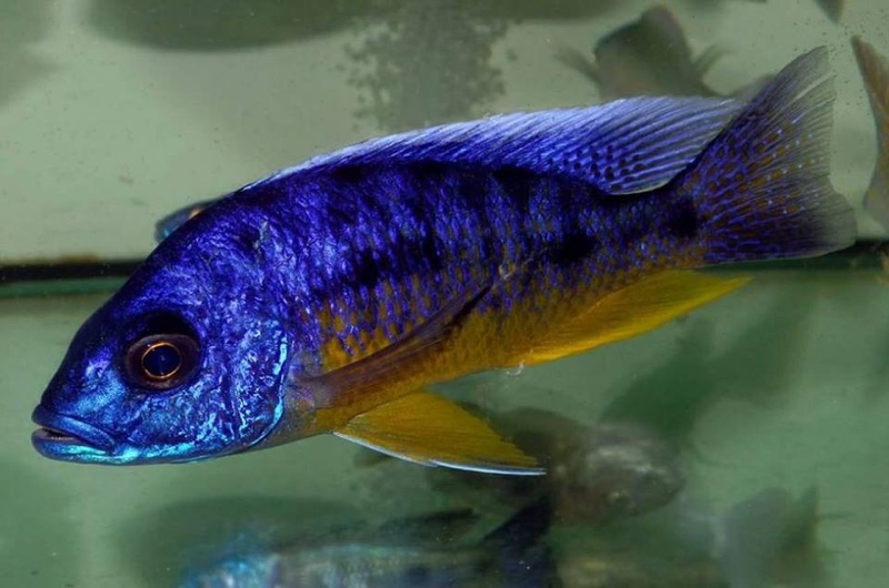 Protomelas sp. 'spilonotus tanzania'